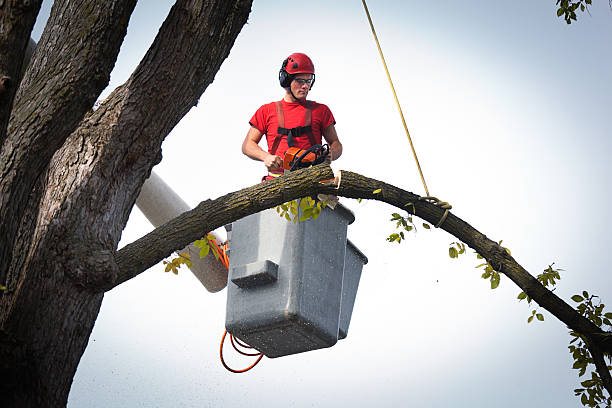 Best Tree Removal Near Me  in Salina, OK